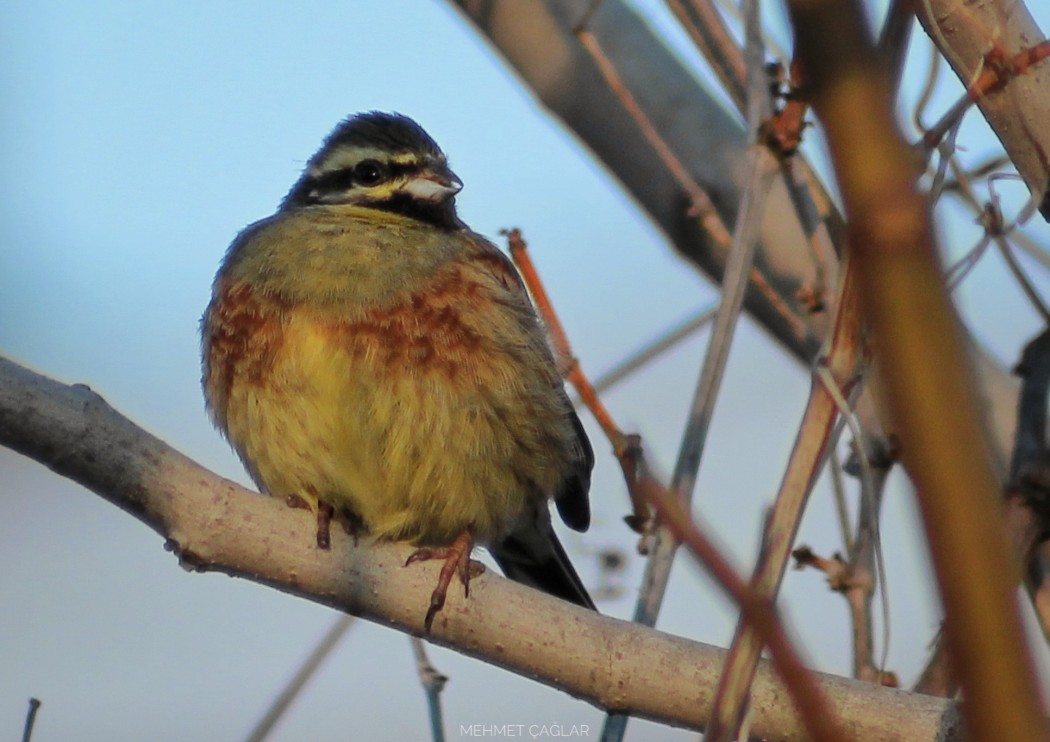 Cirl Bunting