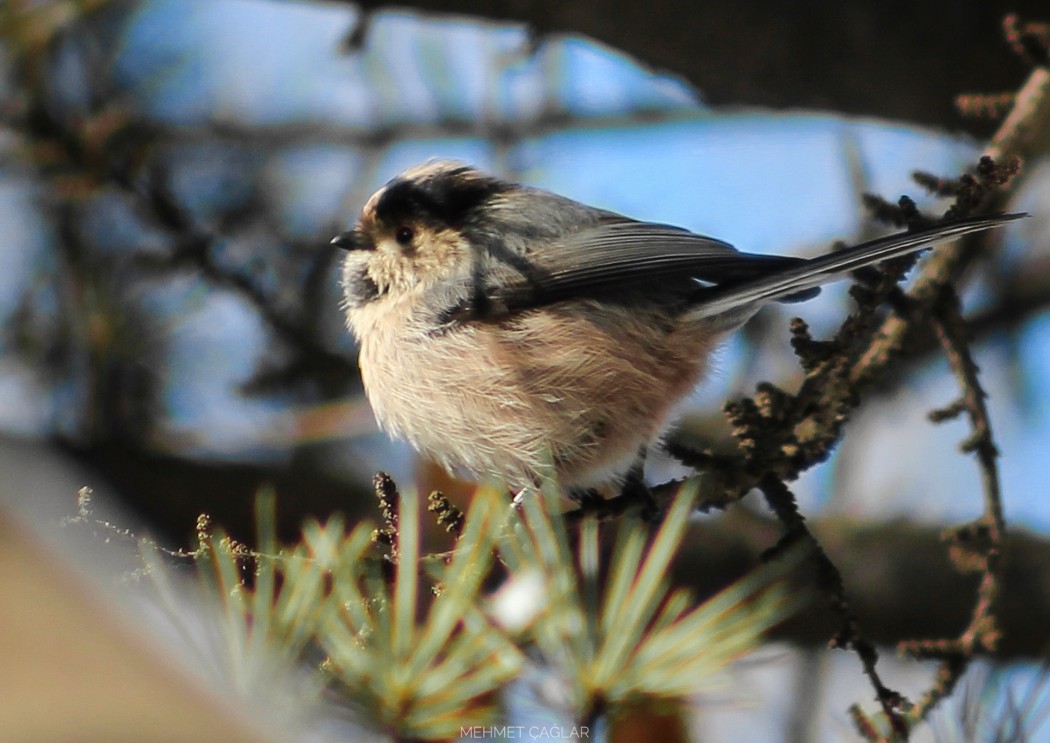 Long-tailed Tit