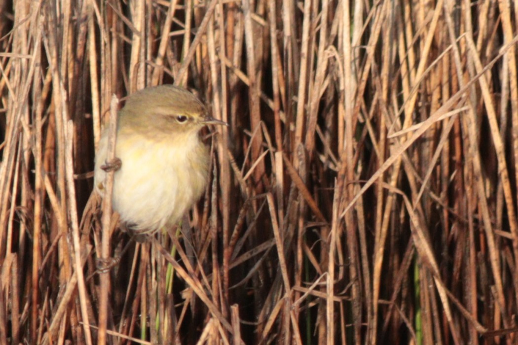 Common Chiffchaff