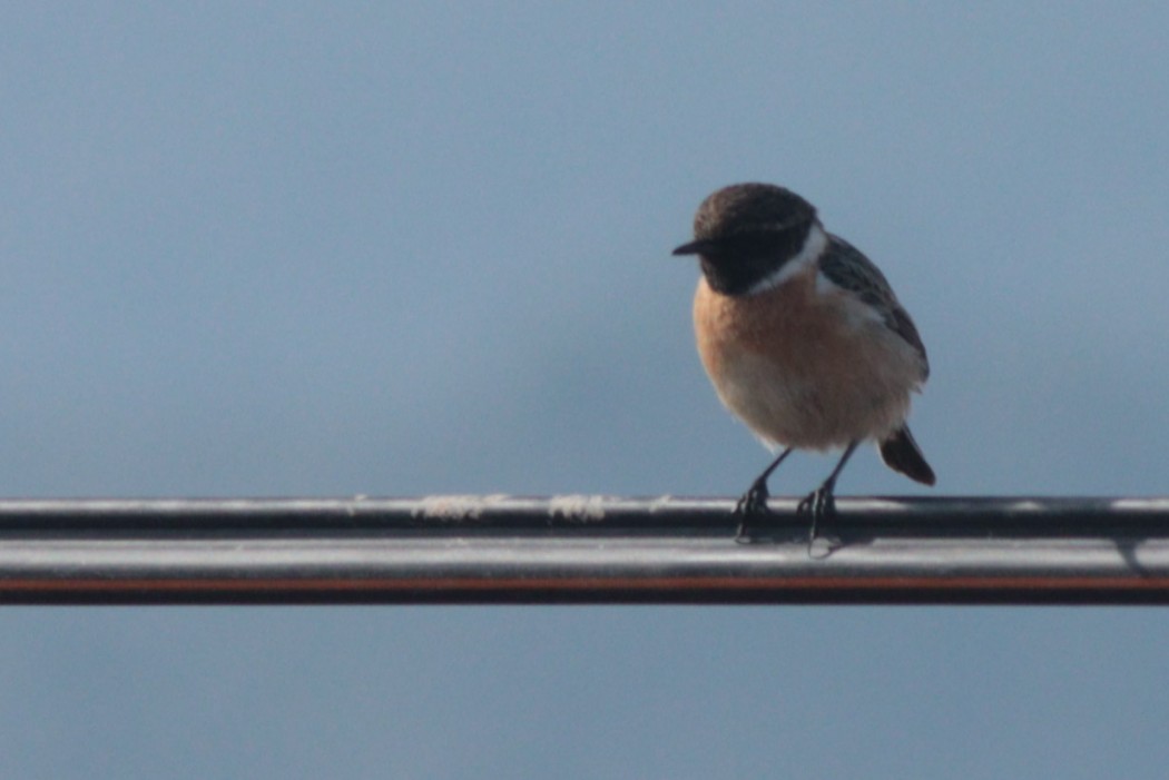 European Stonechat