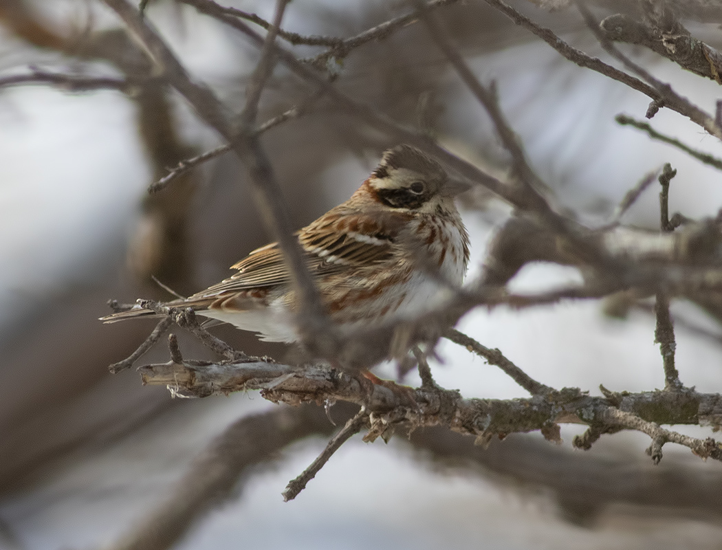 Rustic Bunting