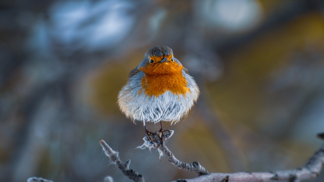 European Robin