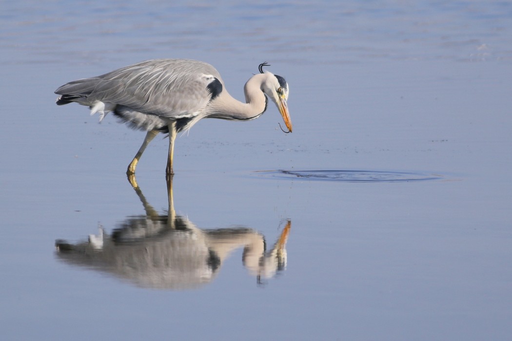 Grey Heron