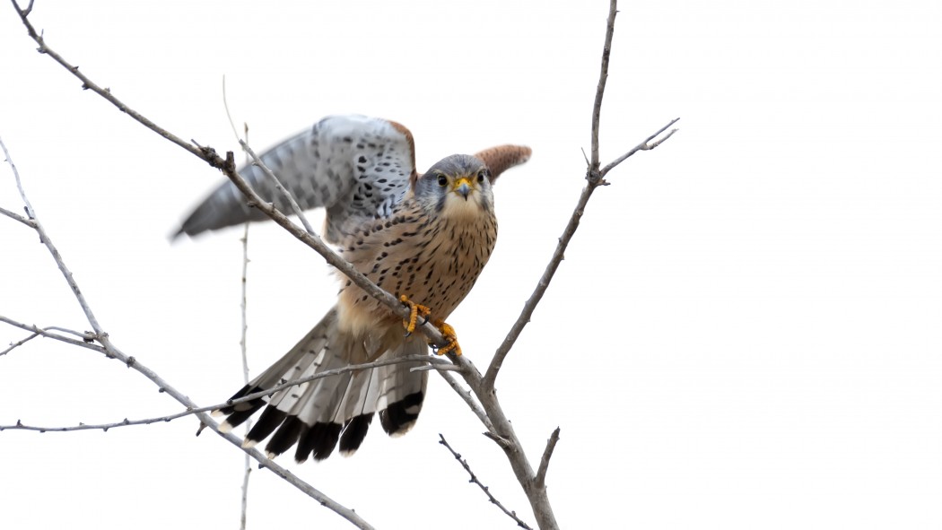 Common Kestrel