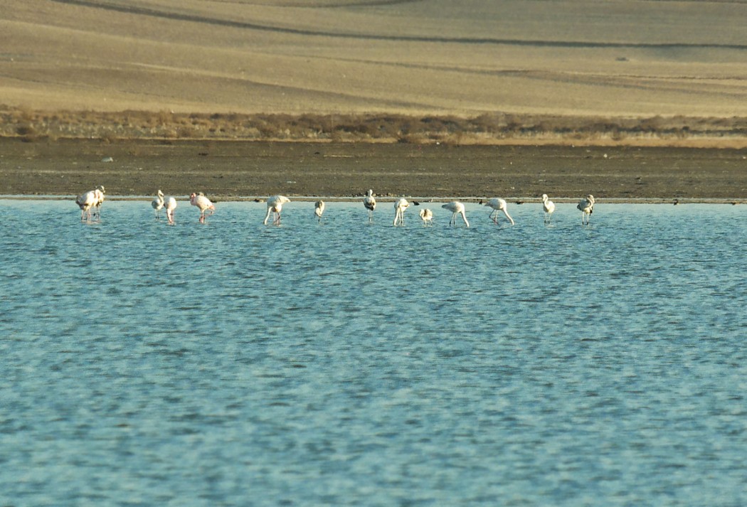 Greater Flamingo