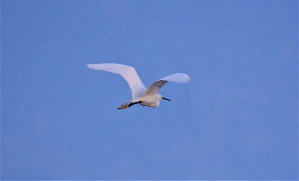 Little Egret