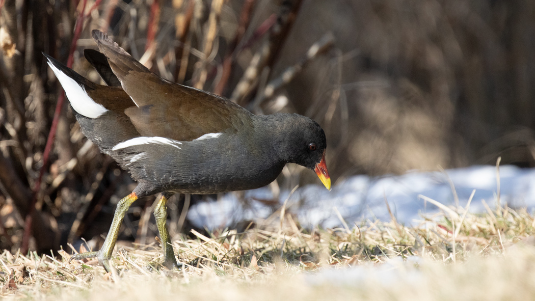 Common Moorhen