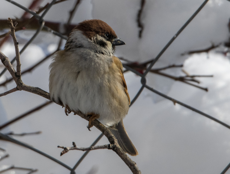 Eurasian Tree Sparrow