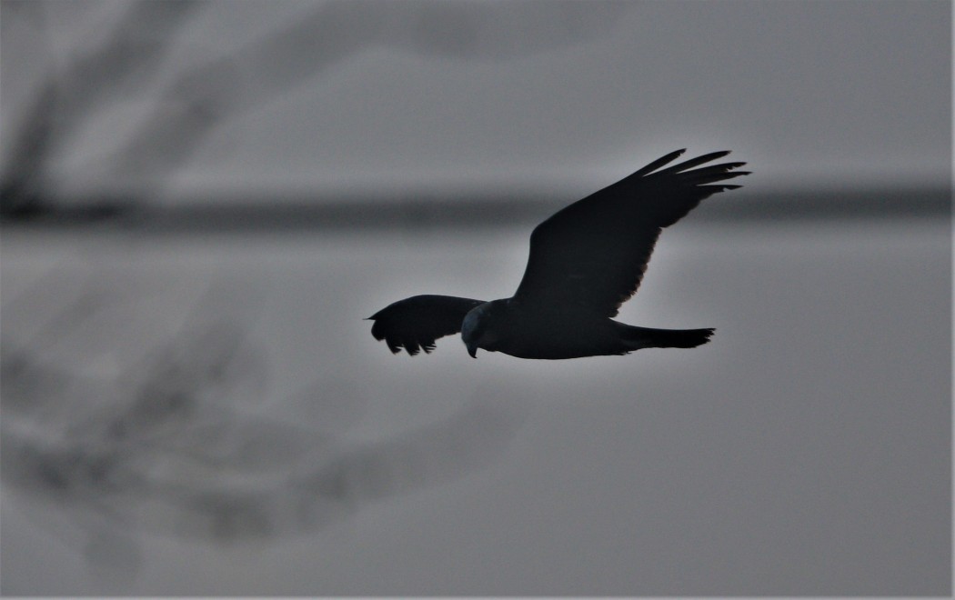 Western Marsh Harrier