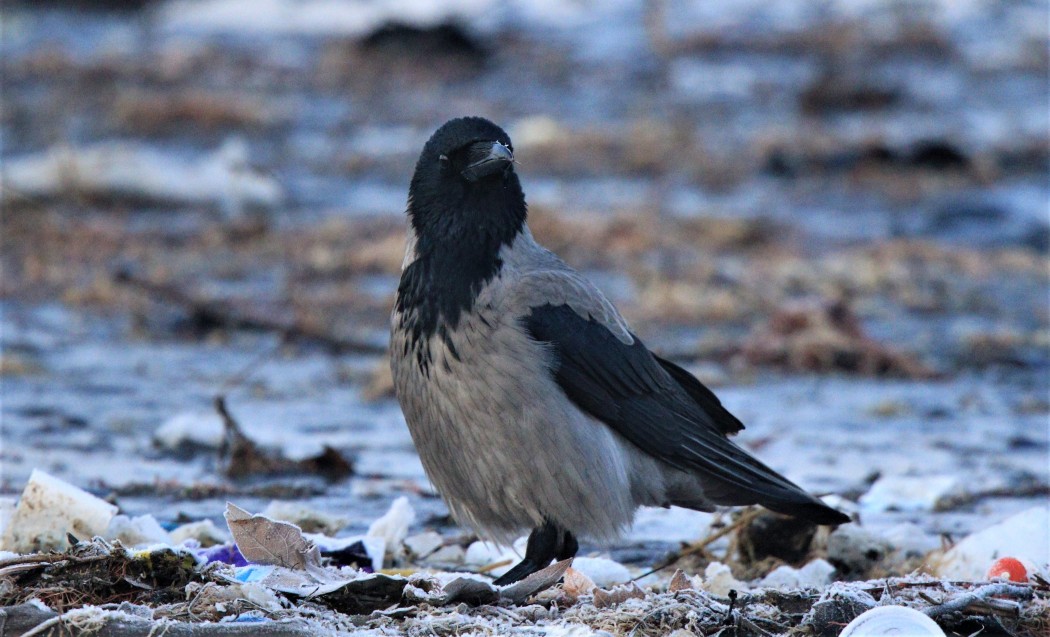 Hooded Crow