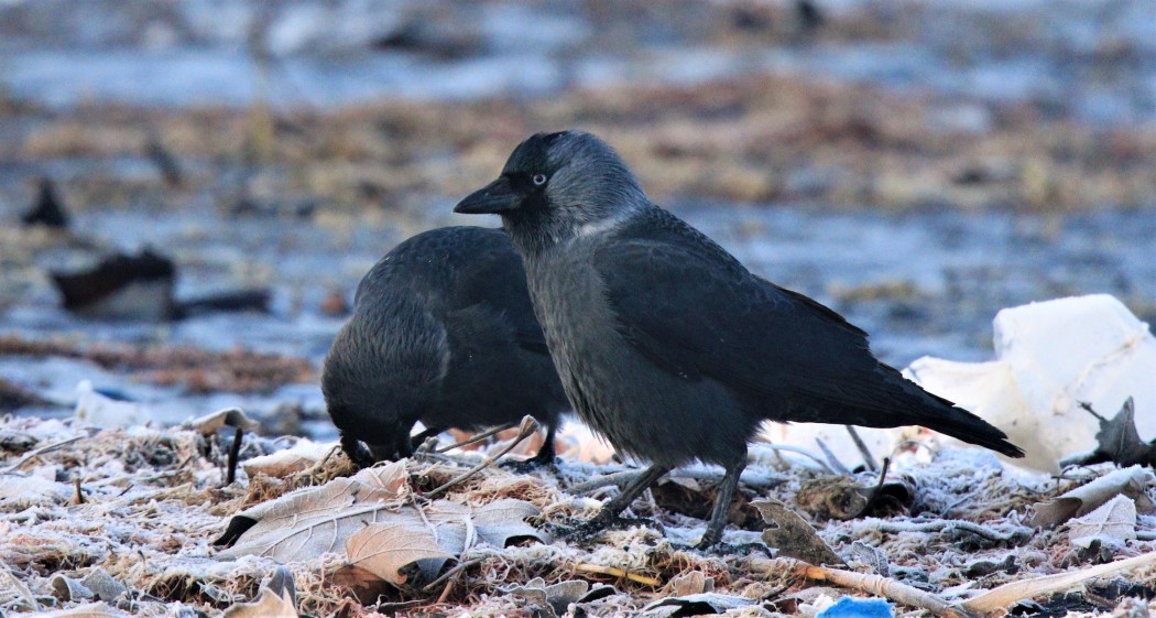 Western Jackdaw