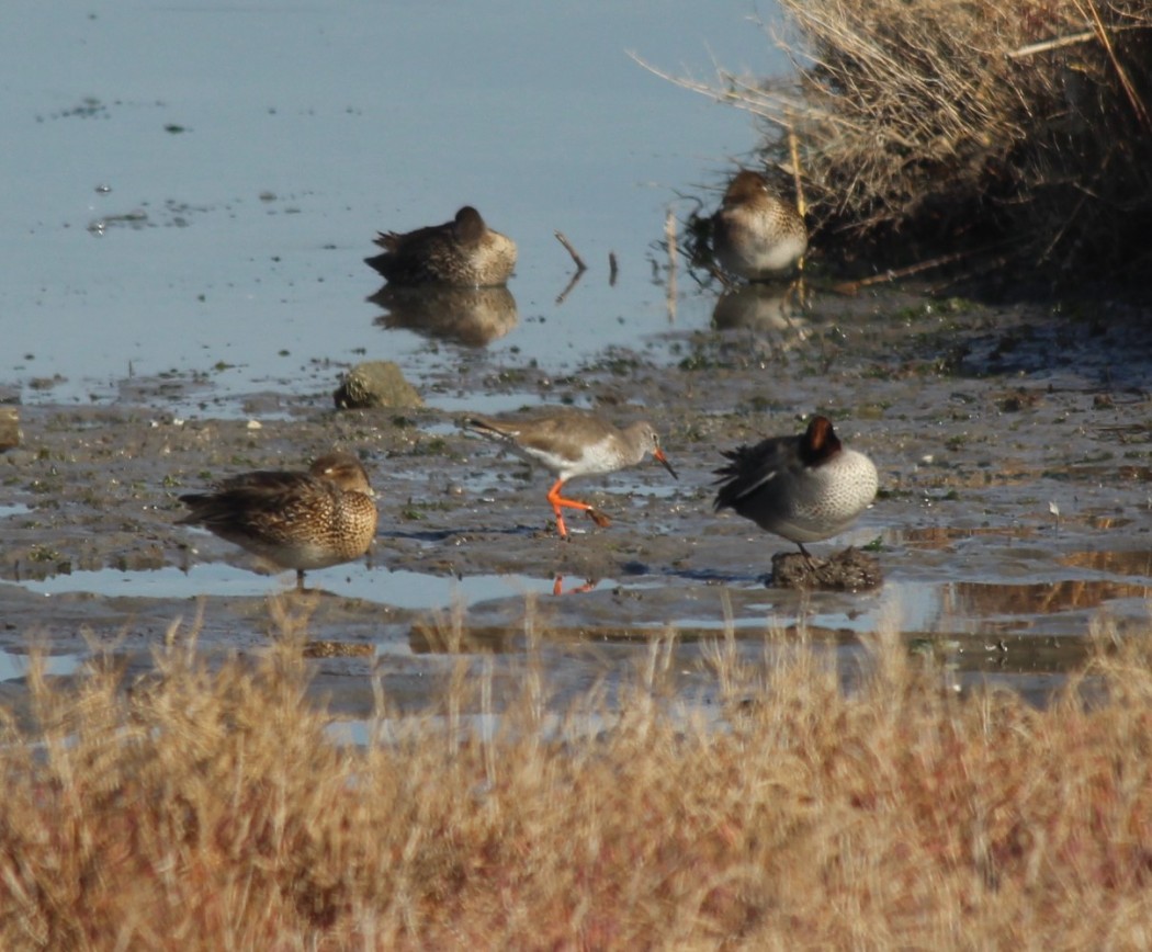 Common Redshank