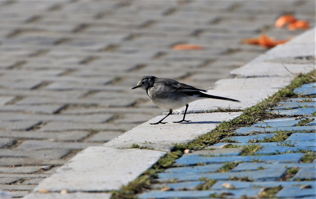 White Wagtail