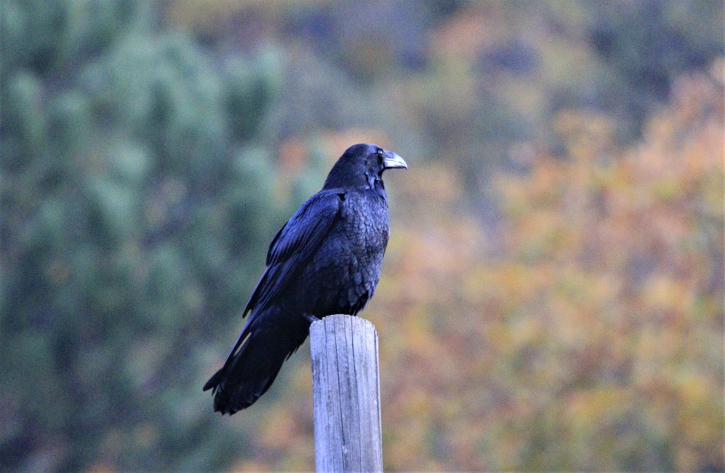 Kuzgun