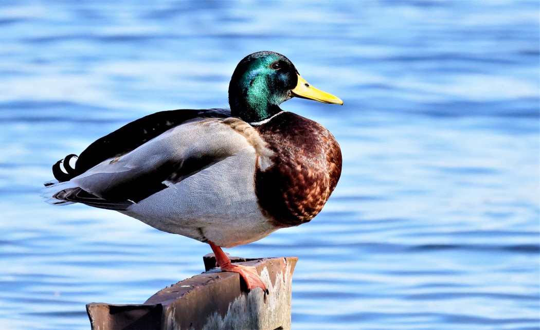 Mallard