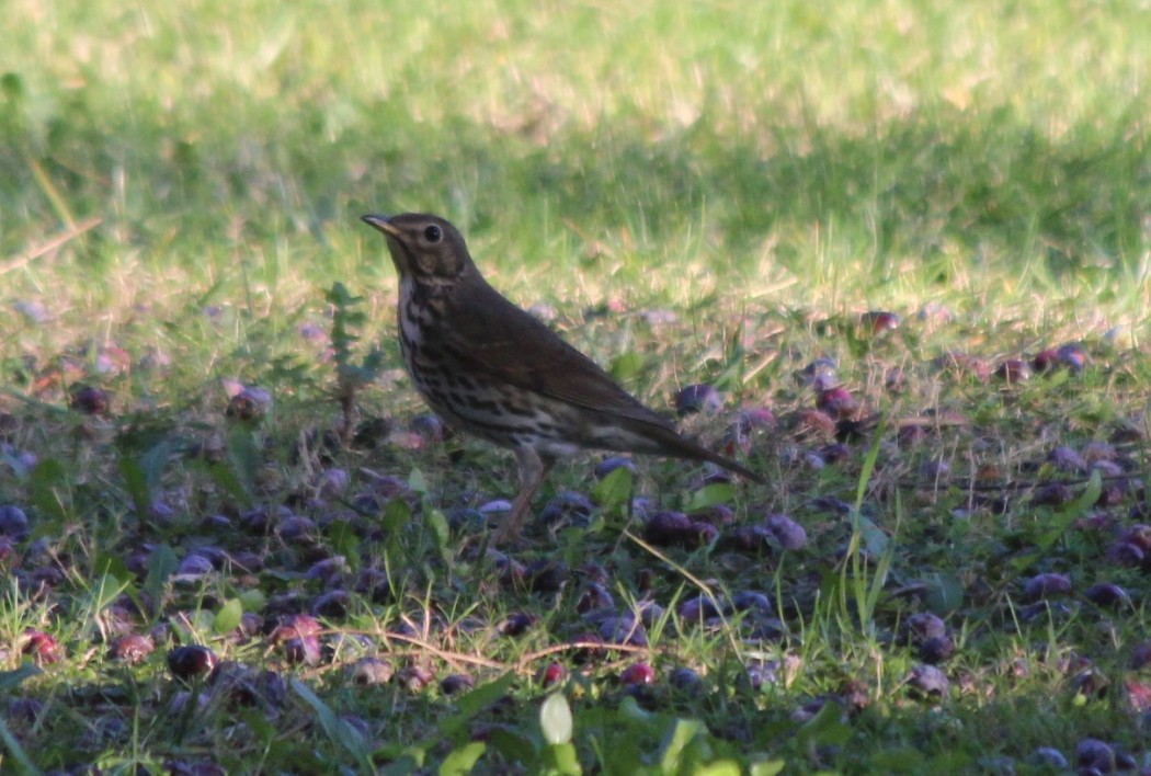 Song Thrush