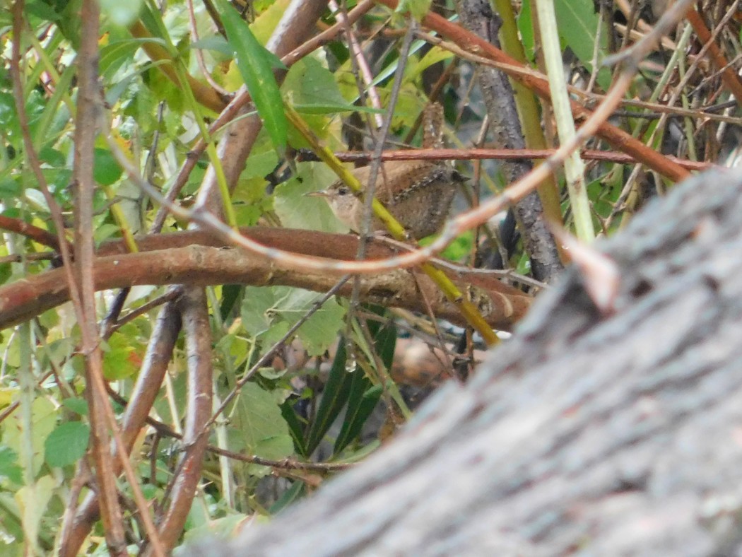 Eurasian Wren