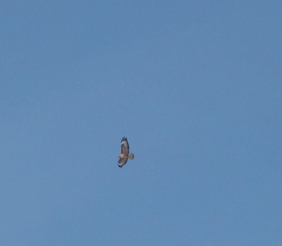 Long-legged Buzzard