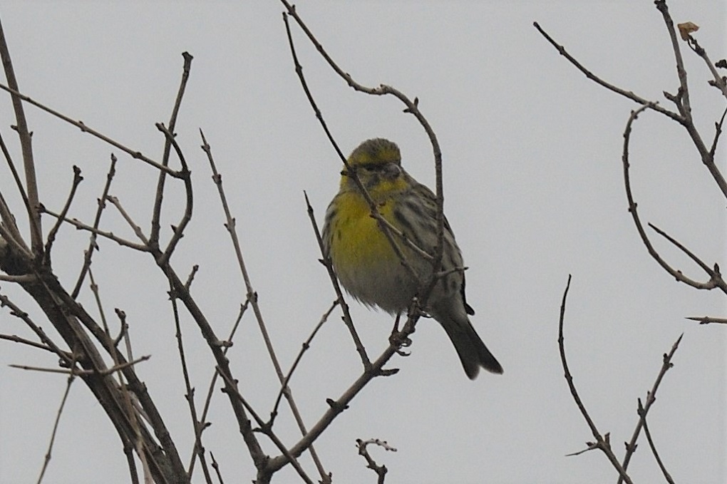 European Serin