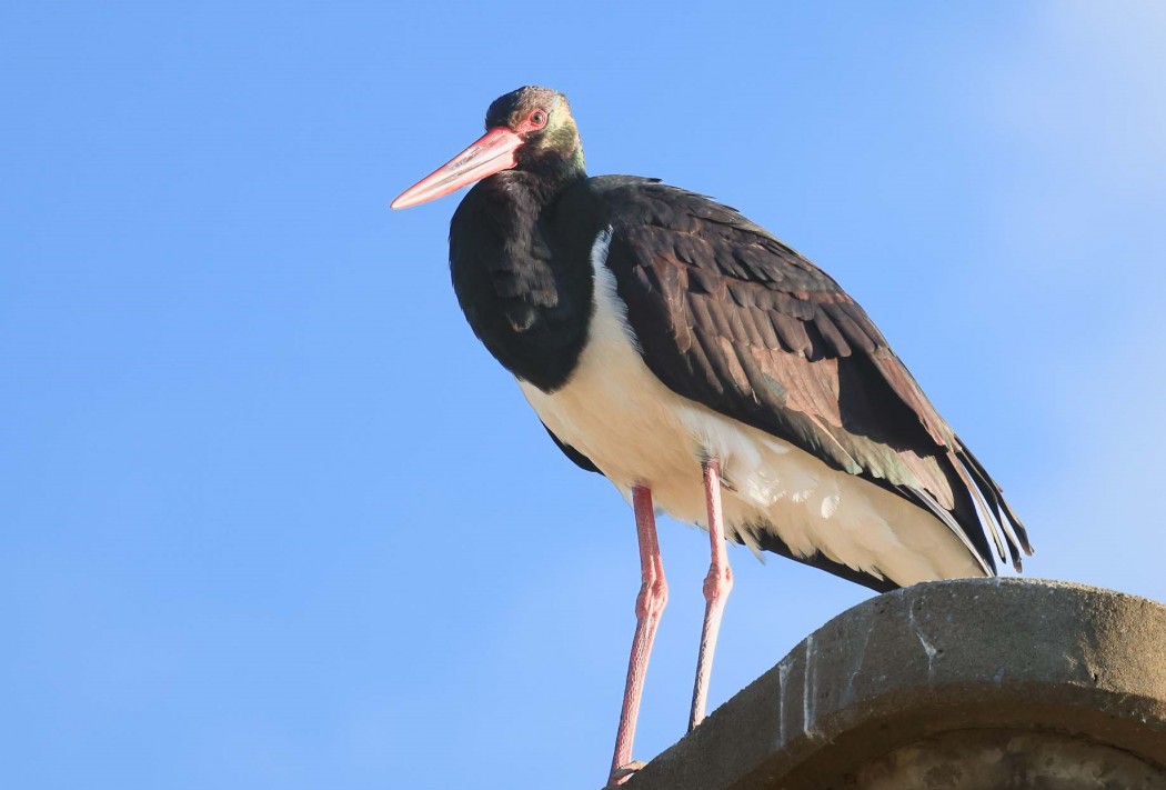 Black Stork