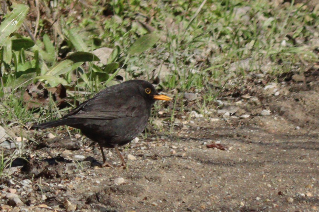 Common Blackbird