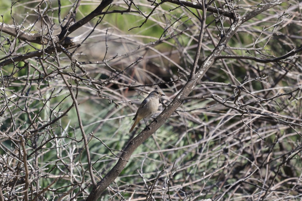 Black Redstart