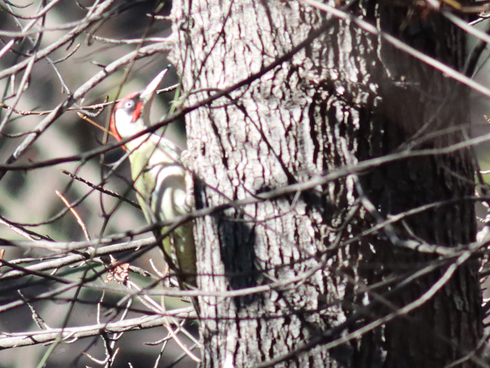 European Green Woodpecker