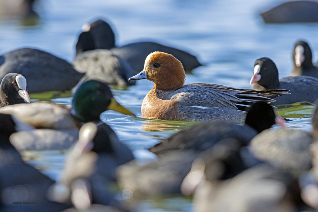 Eurasian Wigeon