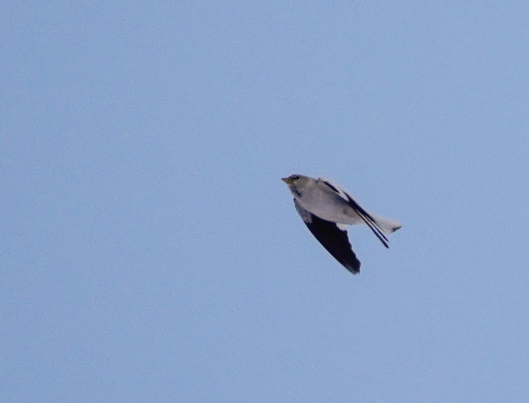 White-winged Snowfinch
