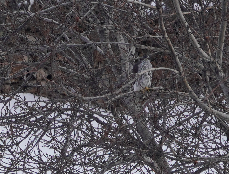 Northern Goshawk