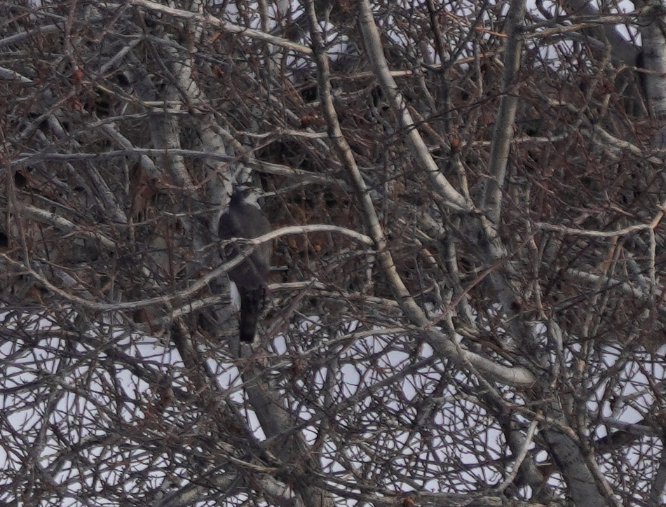 Northern Goshawk