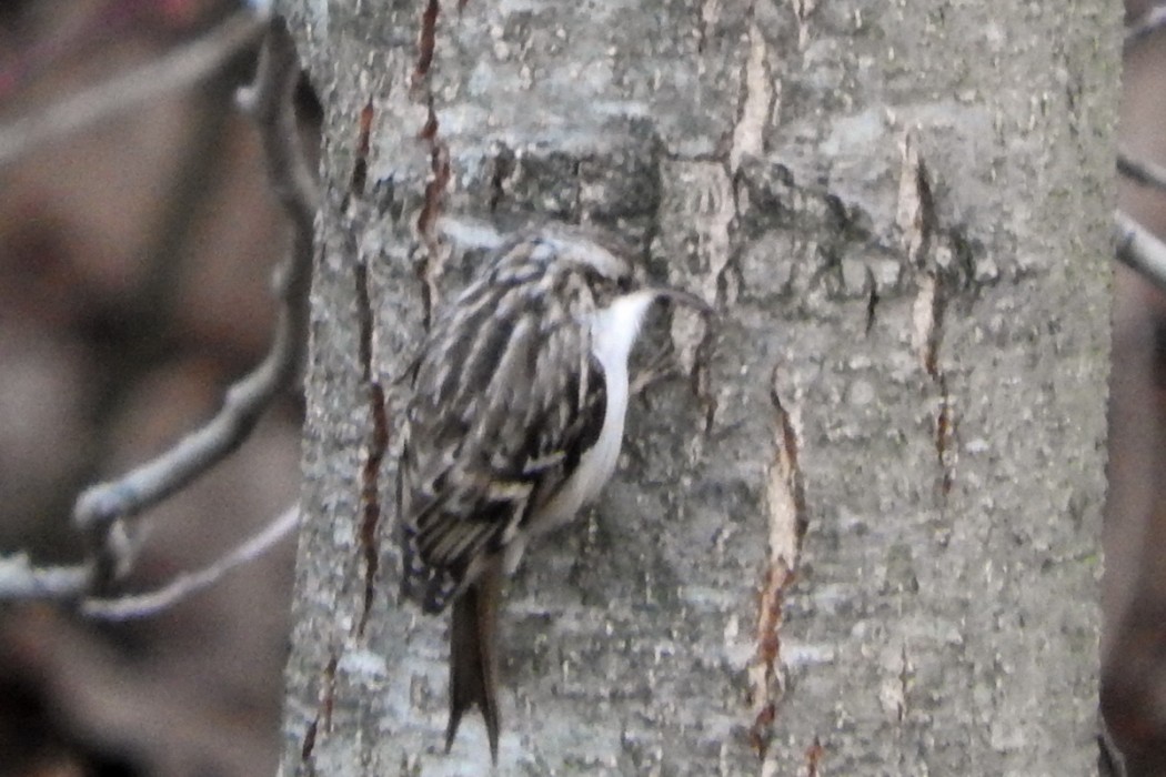 Short-toed Treecreeper