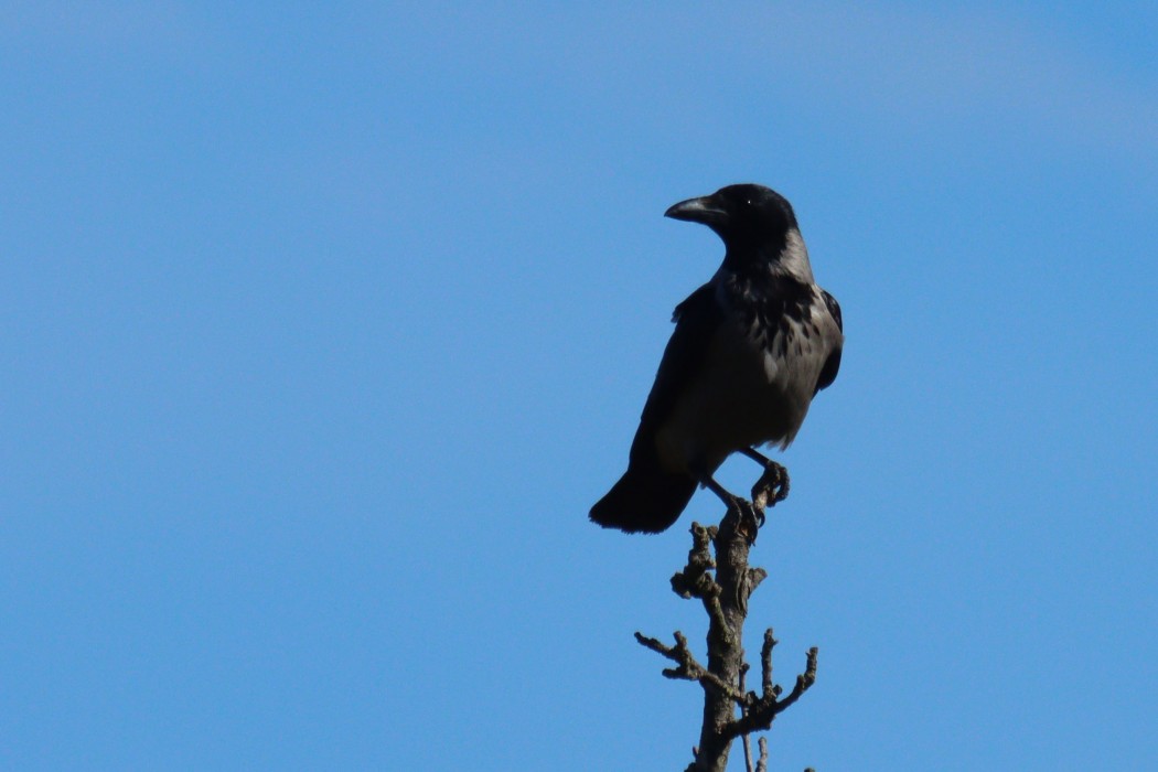 Hooded Crow