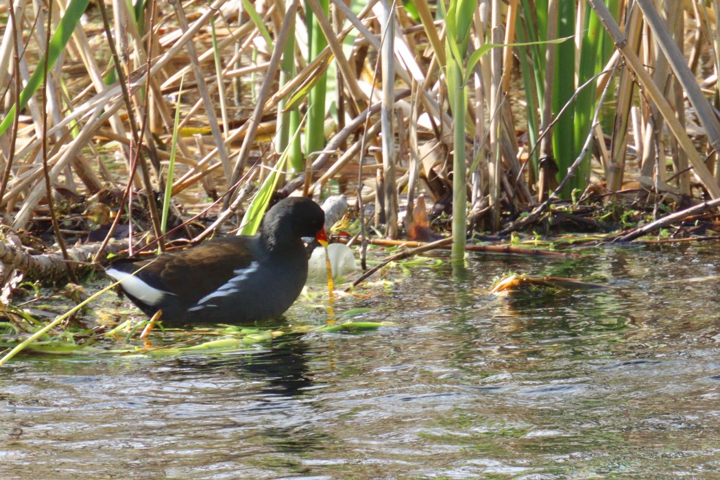 Common Moorhen