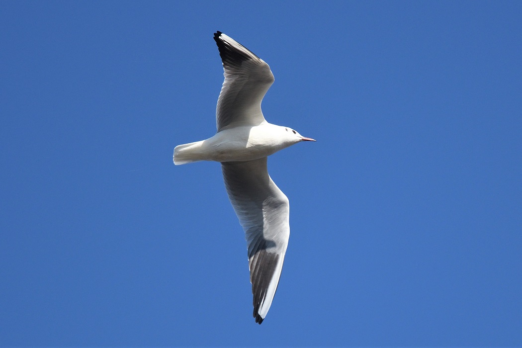 Black-headed Gull