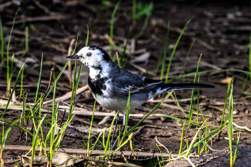 White Wagtail