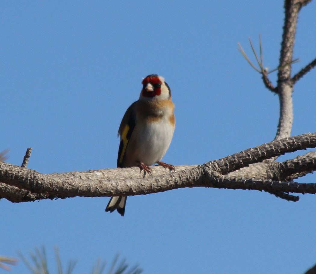 European Goldfinch