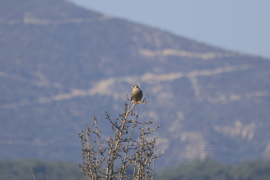 Common Kestrel