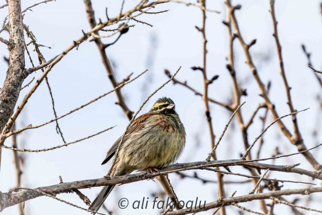 Cirl Bunting