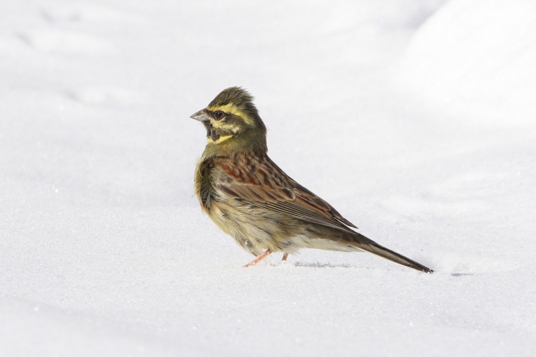 Cirl Bunting