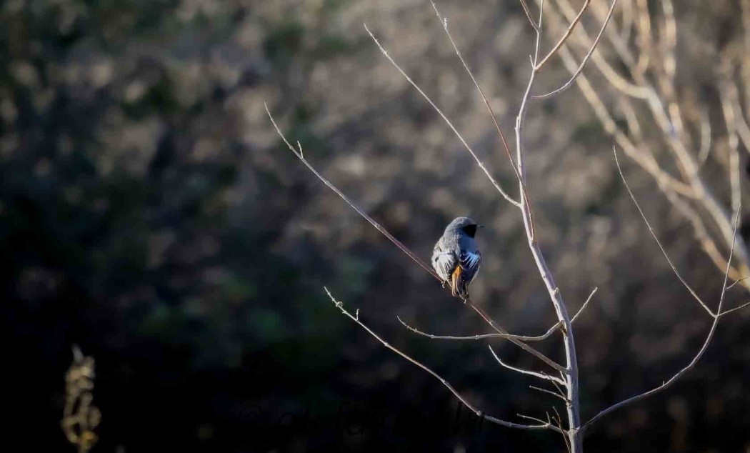 Black Redstart
