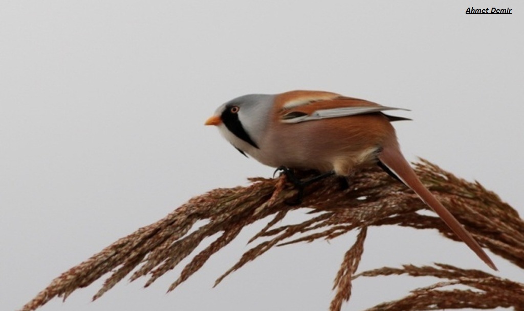 Bearded Reedling
