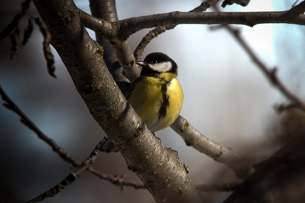 Great Tit
