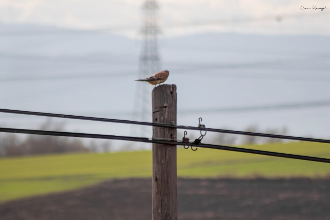 Common Kestrel