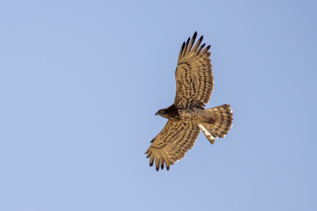 Short-toed Snake Eagle