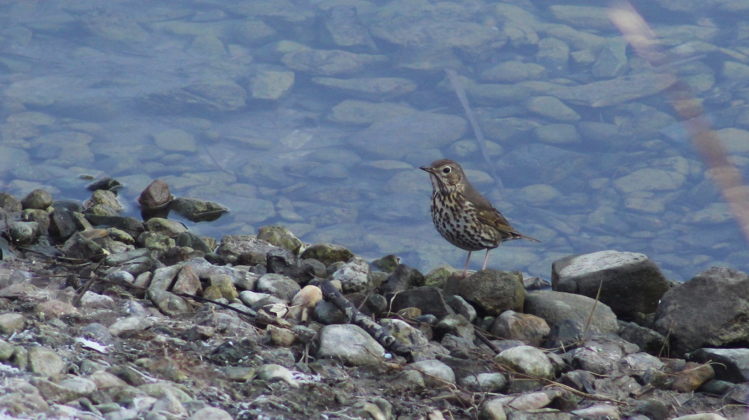 Song Thrush