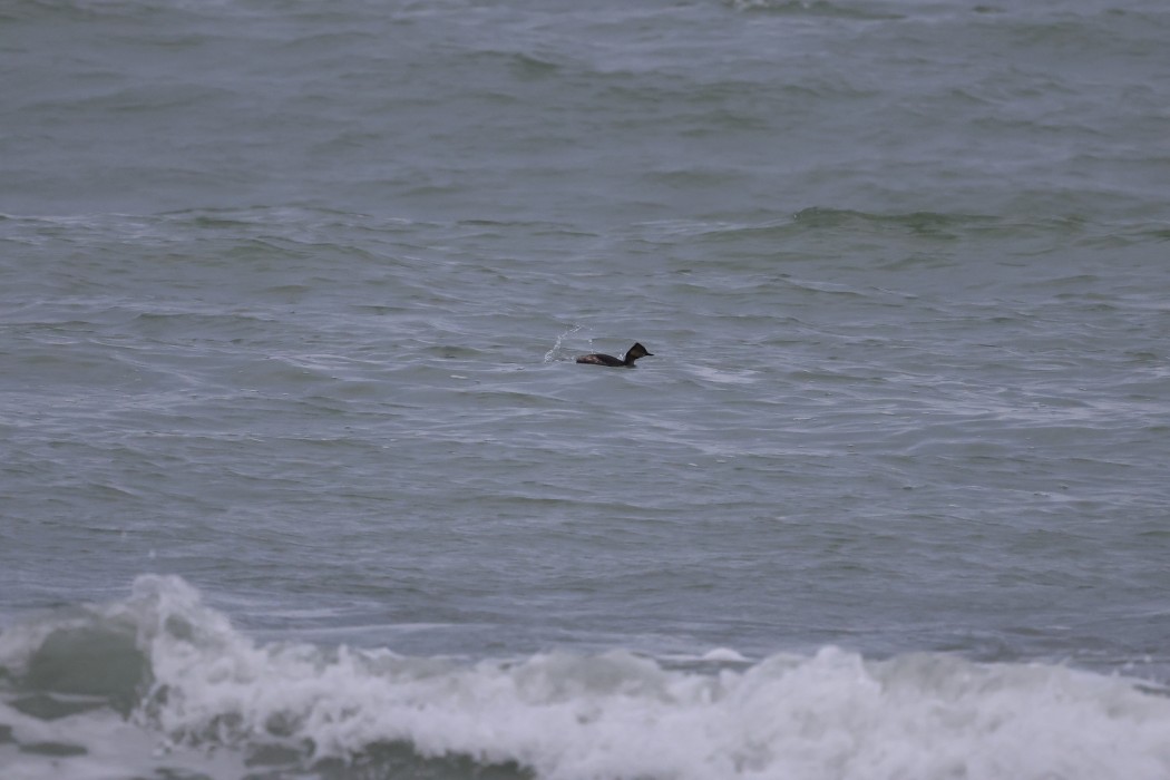 Black-necked Grebe