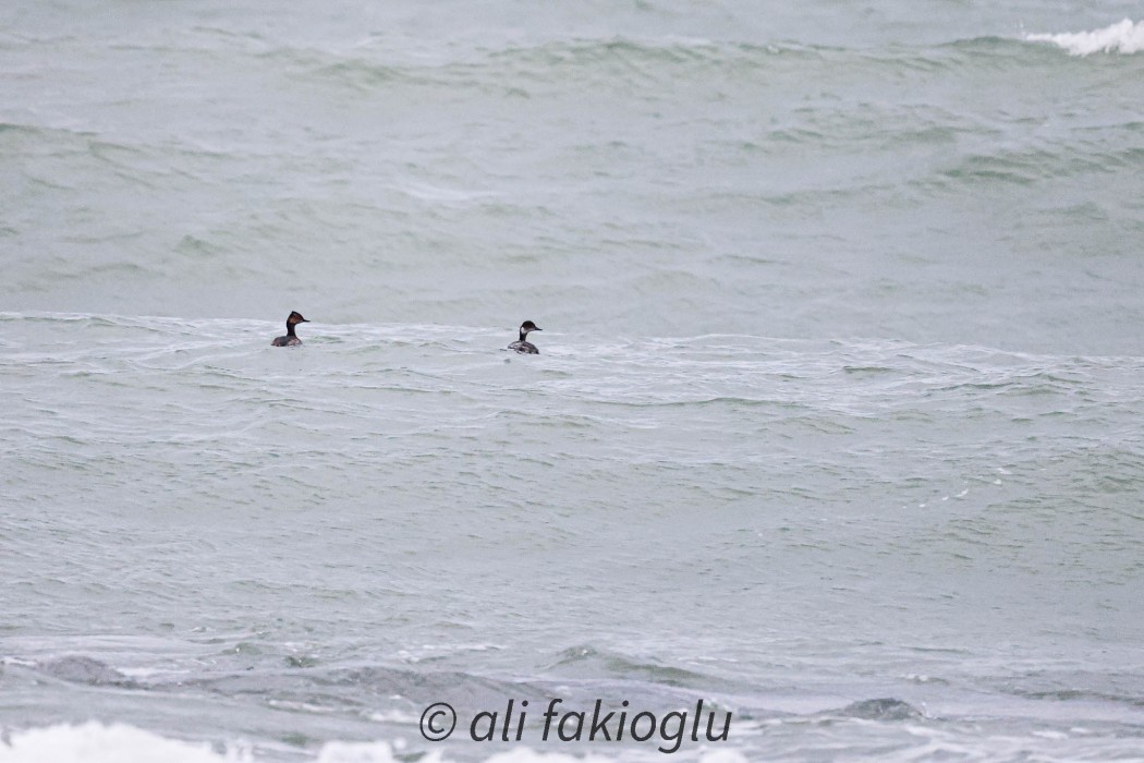 Black-necked Grebe