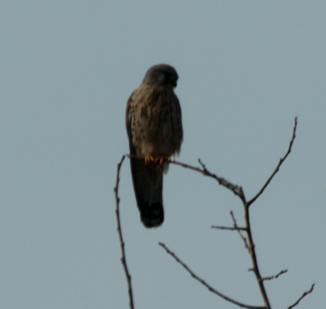 Common Kestrel