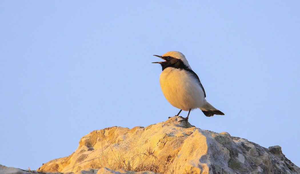 Aksırtlı Kuyrukkakan